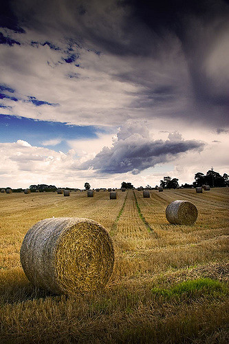 Hayfield with round bales. Photo by Rick Harrison (CC BY-NC-SA 2.0)